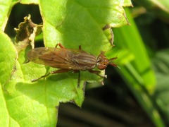 Elgiva solicita