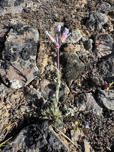 Cusick's rockcress (Arabis cusickii)