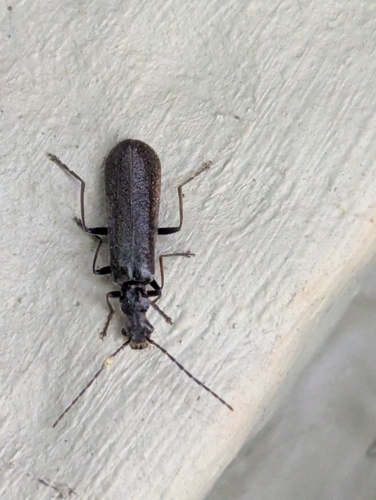 Treehugger Soldier Beetle