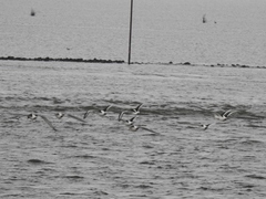 Haematopus ostralegus