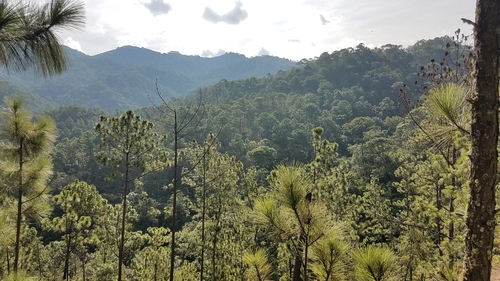 Image of Pinus oocarpa by (c) Alan Rockefeller, some rights reserved (CC BY)