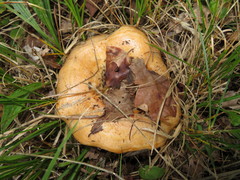 Lactarius zonarius