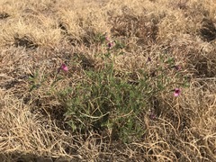 Jamesbrittenia aurantiaca