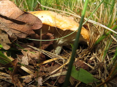 Lactarius zonarius