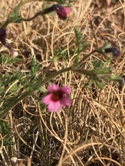 Jamesbrittenia aurantiaca