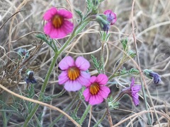 Jamesbrittenia aurantiaca