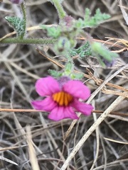 Jamesbrittenia aurantiaca