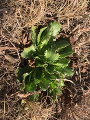 Senecio erubescens crepidifolius