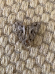 Apamea monoglypha