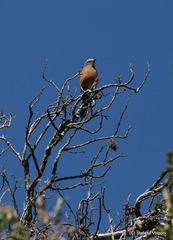 Ochthoeca fumicolor
