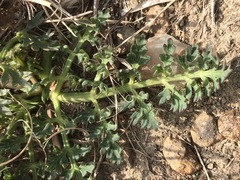 Afrosciadium magalismontanum