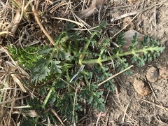 Afrosciadium magalismontanum