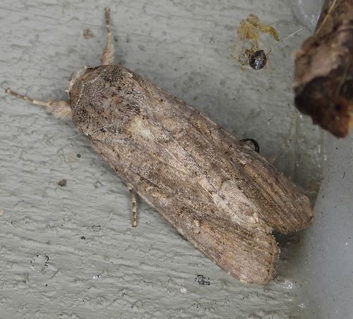Fall Armyworm Moth