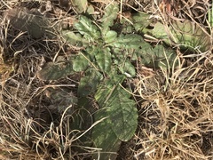 Hypochaeris radicata