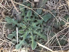 Hypochaeris radicata