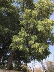 Acacia elata