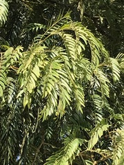 Acacia elata
