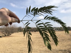 Acacia elata