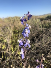 Delphinium recurvatum