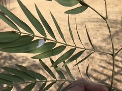Acacia elata