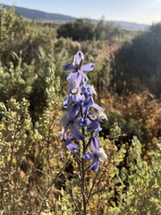 Delphinium recurvatum