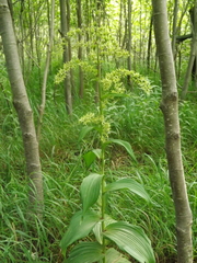 Veratrum oxysepalum