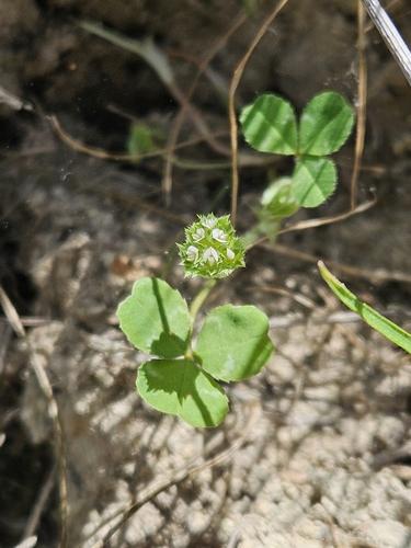 Image of Trifolium microdon by (c) Marco Iboshi, some rights reserved (CC BY)
