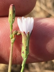 Lactuca inermis