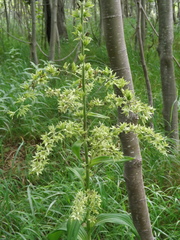 Veratrum oxysepalum