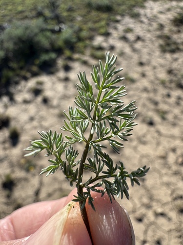 Image of Lomatium quintuplex by no rights reserved