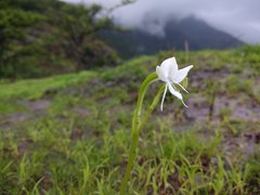 Habenaria grandifloriformis