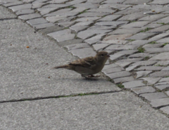 Passer domesticus