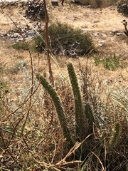 Corryocactus erectus