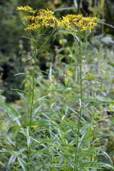Jacobaea paludosa paludosa