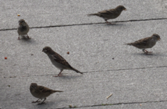 Passer domesticus
