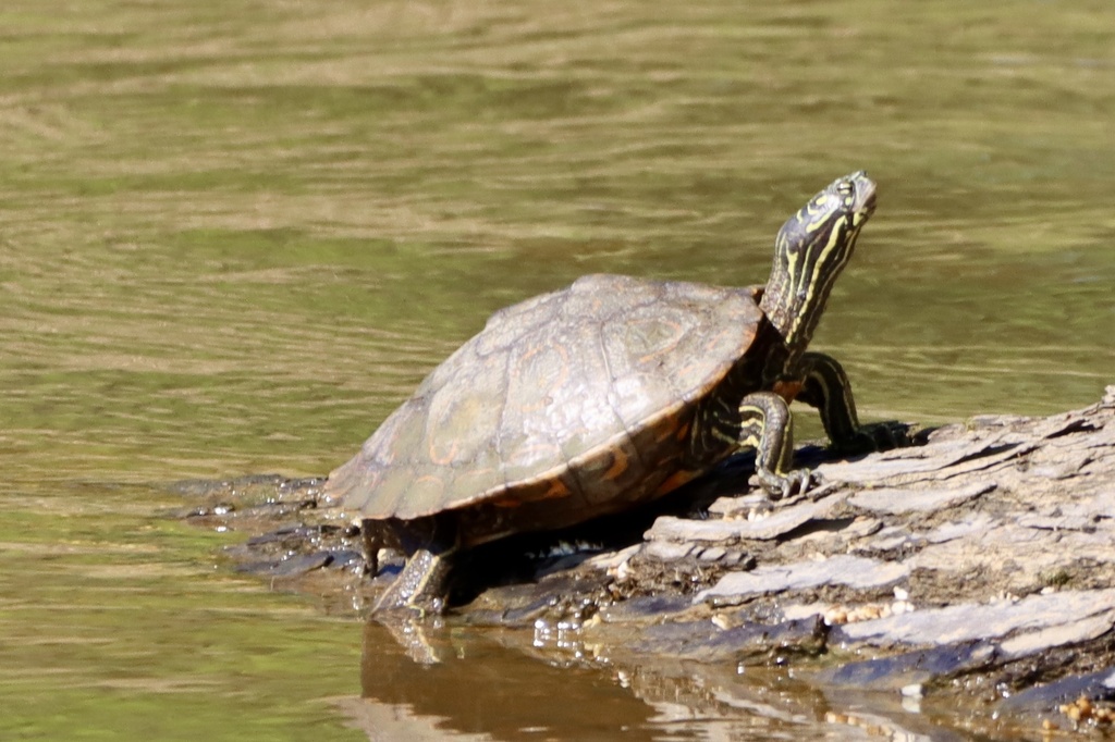 Ringed Map Turtle in April 2025 by brown2cu · iNaturalist