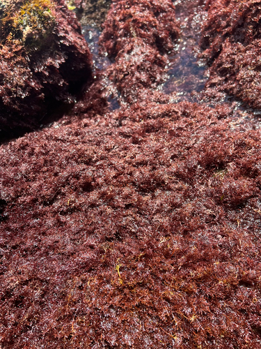 Pterocladiella capillacea observed 2025-04-19