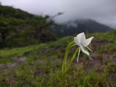 Habenaria grandifloriformis
