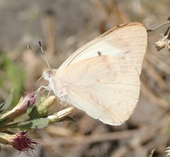 Teracolus agoye agoye