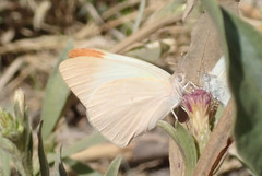 Teracolus agoye agoye