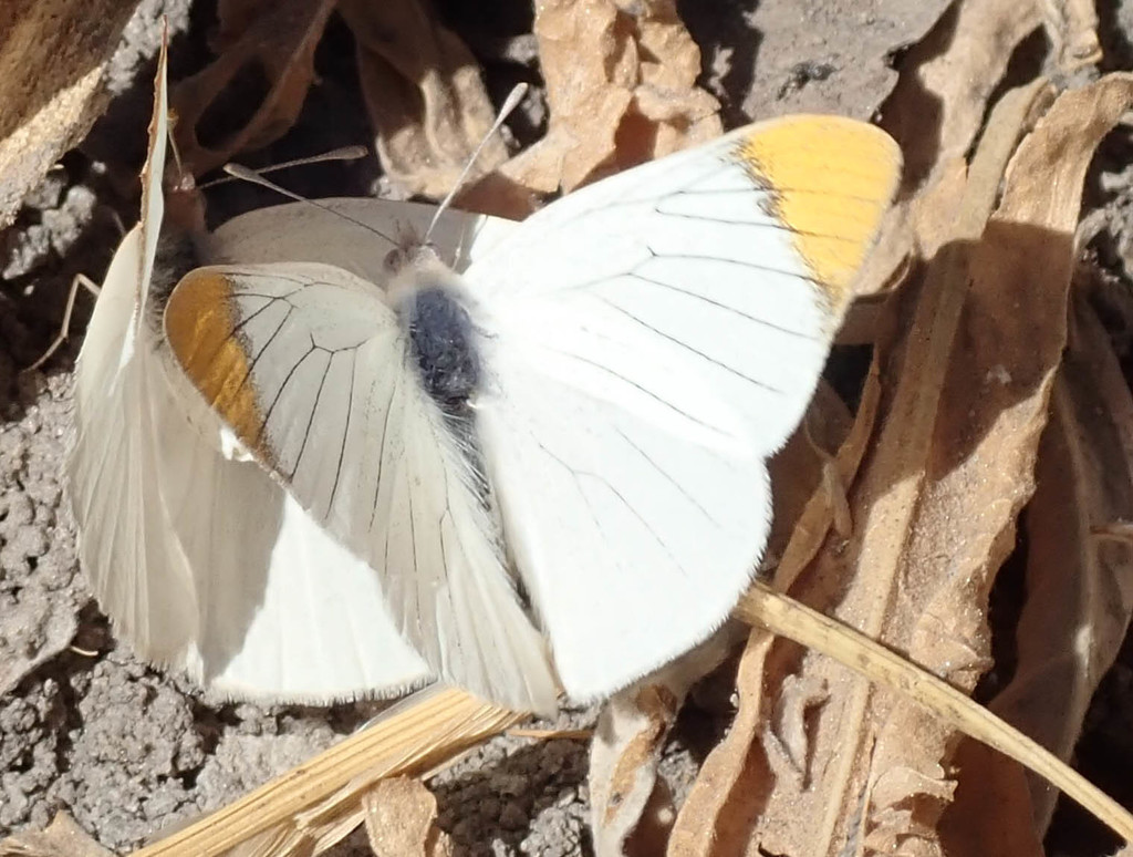 Speckled Sulphur Tip