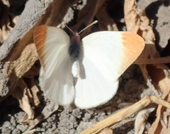 Teracolus agoye agoye