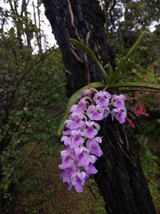 Aerides maculosa
