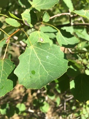 Populus