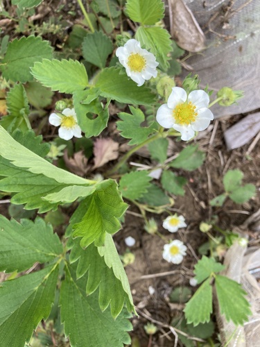 Ramularia grevilleana