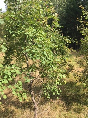 Populus