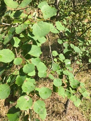 Populus