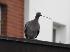 Columba palumbus