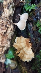 Flabellophora