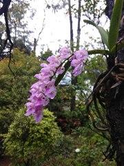 Aerides maculosa